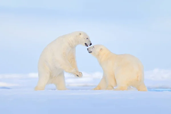 北极熊在冰上跳舞。两只熊喜欢在漂流的冰上与雪，白色动物在自然栖息地，斯瓦尔巴德，挪威。动物在雪地里玩耍，北极野生动物。有趣的图像在自然界. — 图库照片