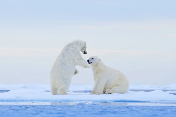 Beruang kutub menari di atas es. Dua beruang kutub menyukai es yang hanyut dengan salju, hewan putih di habitat alam, Svalbard, Norwegia. Hewan bermain di salju, satwa liar Arktik. Citra lucu dari alam  . Stok Gambar