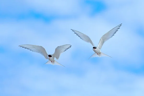 Arctic Tern em voo, Sterna paradisaea, pássaro branco com chapéu preto, céu azul com nuvens brancas no fundo, Svalbard, Noruega. Cena de vida selvagem da natureza, norte da Europa. Dois pássaros, céu azul . — Fotografia de Stock
