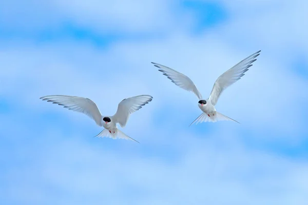 Seeschwalbe im Flug, Sterna paradisaea, weißer Vogel mit schwarzer Mütze, blauer Himmel mit weißen Wolken im Hintergrund, Spitzbergen, Norwegen. Wildszene aus der Natur, Nordeuropa. zwei Vögel, blauer Himmel. — Stockfoto