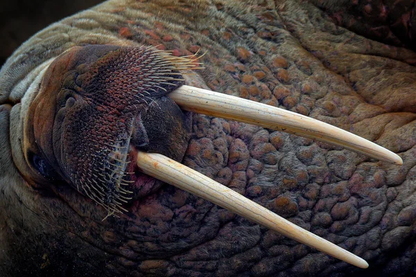 Detail portret van Walrus met grote witte slagtand, Odobenus rosmarus, groot dier in de natuur habitat op Spitsbergen, Noorwegen. — Stockfoto