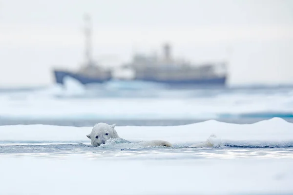 Bear and boat. Polar bear on drifting ice with snow, blurred cruise vessel in background, Svalbard, Norway. Wildlife scene in the nature. Cold winter with vessel. Arctic wild animals in snow and ship. — Stock Photo, Image