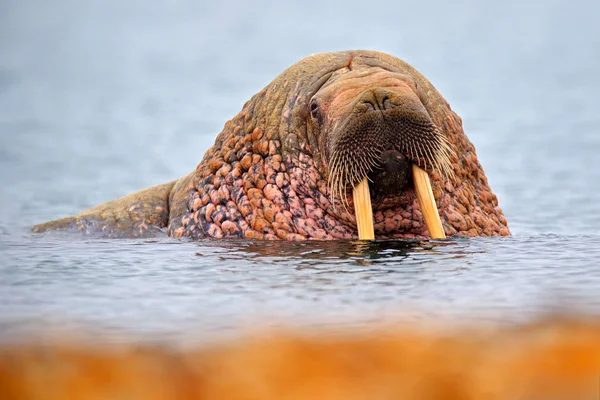 Detail portret van Walrus met grote witte slagtand, Odobenus rosmarus, groot dier in de natuur habitat op Spitsbergen, Noorwegen. — Stockfoto