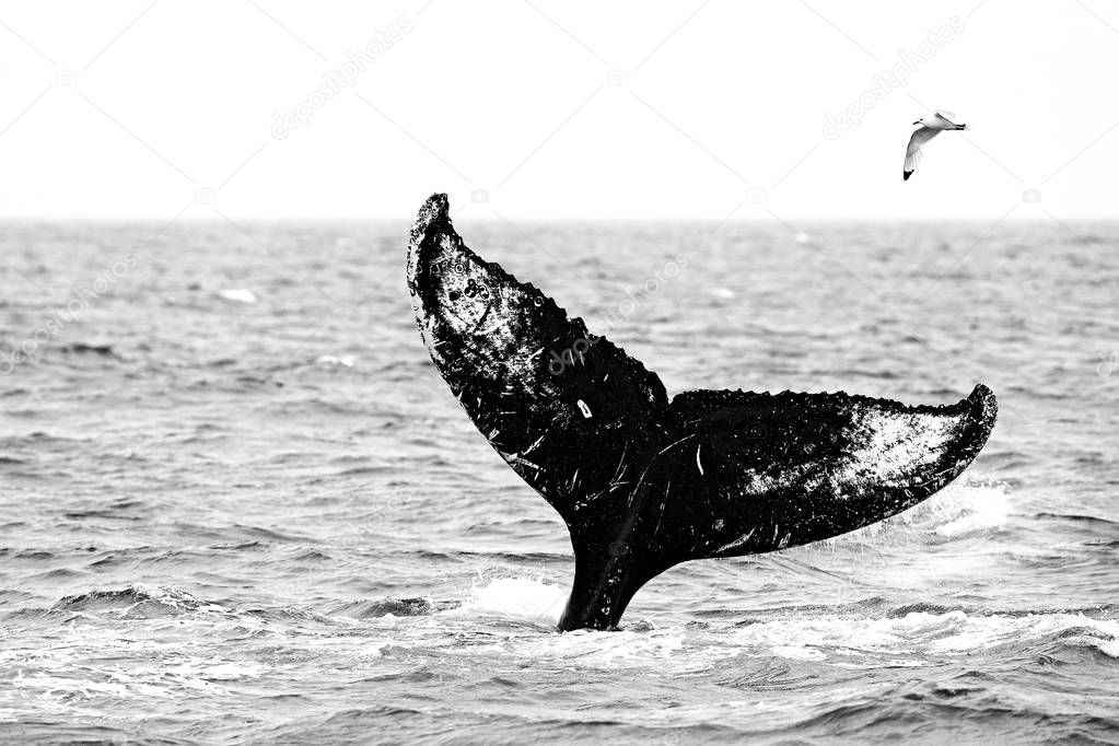 Black and white nature art, whale and gull.  Humpback whale, Megaptera novaeangliae, tail caudal fin of baleen whale in the sea water. Wildlife scene from nature, wild Arctic, Svalbard in Norway.
