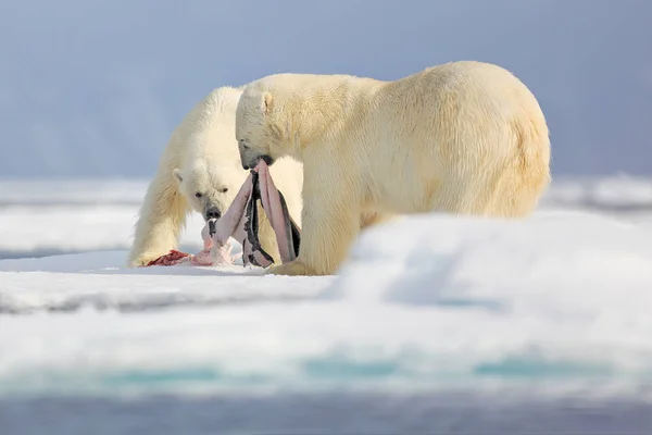 Dos osos polares con foca muerta. Oso blanco alimentándose de hielo a la deriva con nieve, Manitoba, Canadá. Maldita naturaleza con animales grandes. Peligroso cebo con cadáver. Vida silvestre ártica, comportamiento alimentario animal. — Foto de Stock