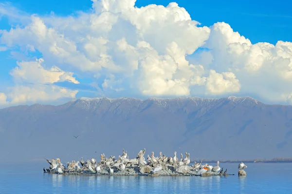 Dalmatian pelican island with fog, Pelecanus crispus, landing in Lake Kerkini, Greece. Pelicano com asas abertas. Cena de vida selvagem da natureza europeia. Aterragem de pássaros para a água do lago azul . — Fotografia de Stock