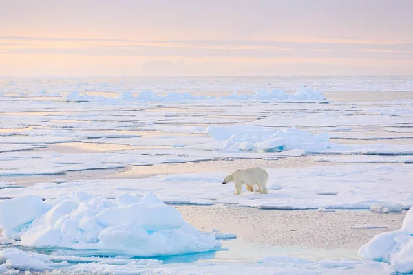 Urso perigoso sentado no gelo, lindo céu azul. Urso polar na borda de gelo à deriva com neve e água no mar da Noruega. Animal branco no habitat natural, Europa. Cena de vida selvagem da natureza . — Fotografia de Stock