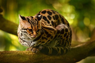 Wildlife in Costa Rica. Nice cat margay sitting on the branch in the costarican tropical forest. Detail portrait of ocelot, nice cat margay in tropical forest. Animal in the nature habitat. clipart