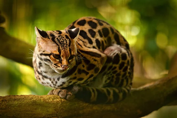 Wildlife w Costa Rica. Margay ładny kot siedzi na gałęzi w lesie tropikalnym costarican. Portret wszystko ocelot, ładny kot margay w tropikalnym lesie. Zwierzę w siedlisku natura. — Zdjęcie stockowe