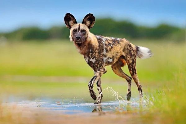 Vahşi köpek, yeşil çimlerde suyla yürüyor, Okavango deltası, Botswana, Afrika. Büyük kulaklı tehlikeli benekli hayvan. Afrika safarisinde boyalı köpek avlamak. Doğadan vahşi yaşam sahnesi. — Stok fotoğraf