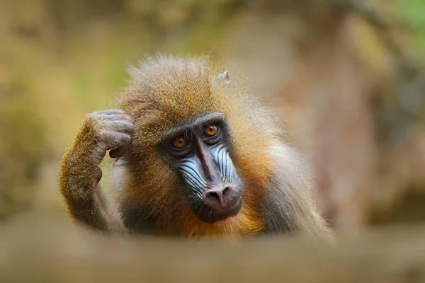 Mandrill, Mandrillus sphinx, sentado en la rama del árbol en trop oscuro —  Fotos de Stock