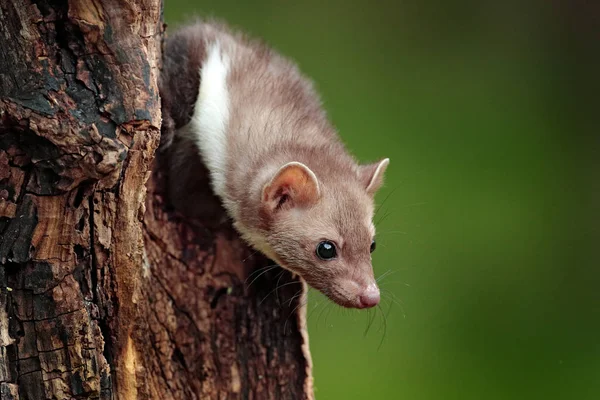 Buchenmarder, Martes foina, mit klarem grünen Hintergrund. kleines Raubtier, das auf dem Baumstamm im Wald sitzt. Wildszene aus Deutschland. schönes süßes Waldtier. — Stockfoto