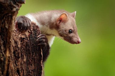 Güzel, sevimli orman hayvanı. Kayın ağacı, Martes Foina, açık yeşil arka planı var. Ormandaki ağaç gövdesinde oturan küçük yırtıcı hayvan. Almanya 'dan vahşi yaşam sahnesi. 