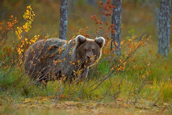 Cute brown bear cub, orange and red autumn. Beautiful baby of br