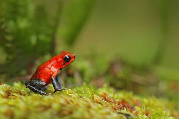 레드 딸기 독 다트 개구리, Dendrobates pumilio, 자연 서식 지, 코스타리카에서. 붉은 독 개구리의 클로즈업 초상화입니다. 희귀 수에 륙 한 양용은 트로픽 야생 동물의 밀림 숲에서 개구리. — 스톡 사진