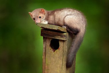 Nest wooden box, in the forest with predator, cute forest animal Beech marten, Martes foina, with clear green background. Birdhouse with marten, wildlife behavour in the wild nature. clipart