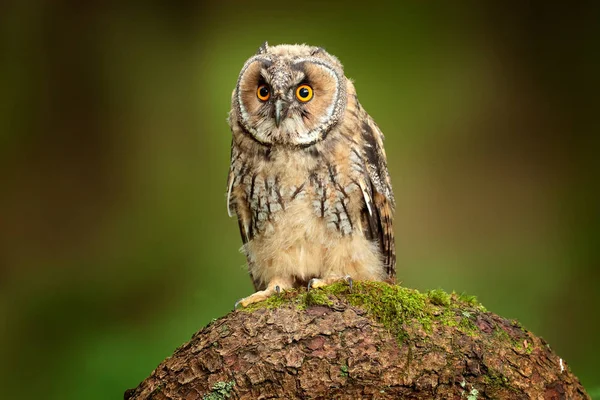 Búho de orejas largas sentado en la vegetación verde en el bosque de alerces caídos durante el día oscuro. Escena de vida silvestre del hábitat natural. Retrato facial con ojos naranjas, Polonia, Europa . — Foto de Stock