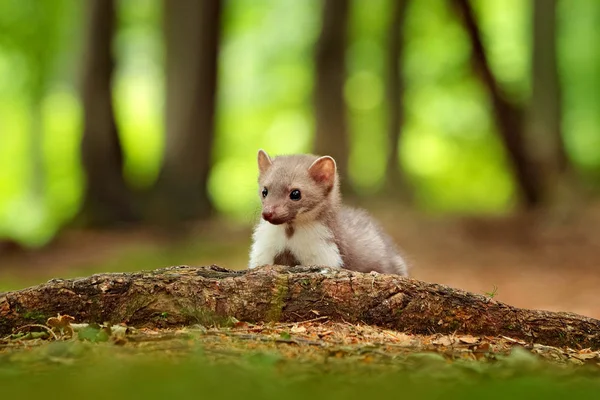 Schöne niedliche Waldtier. Buchenmarder, Martes foina, mit klarem grünen Hintergrund. kleines Raubtier, das auf dem Baumstamm im Wald sitzt. Wildszene aus Deutschland. — Stockfoto