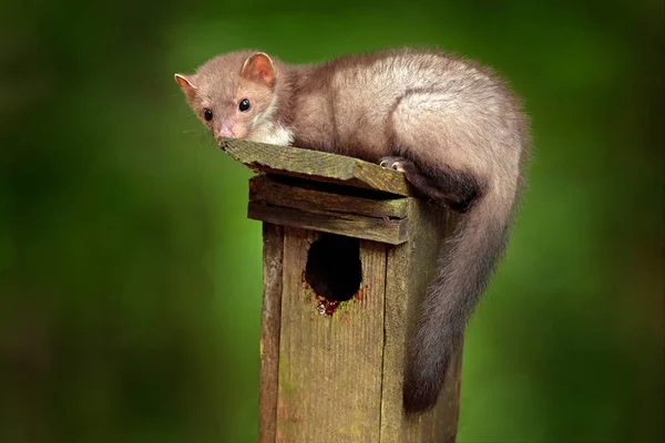 Fészekláda, az erdőben ragadozó, aranyos erdei állat Bükk nyest, Martes foina, tiszta zöld háttérrel. Madárház nyesttel, vadon élő állatok viselkedése a vad természetben. — Stock Fotó