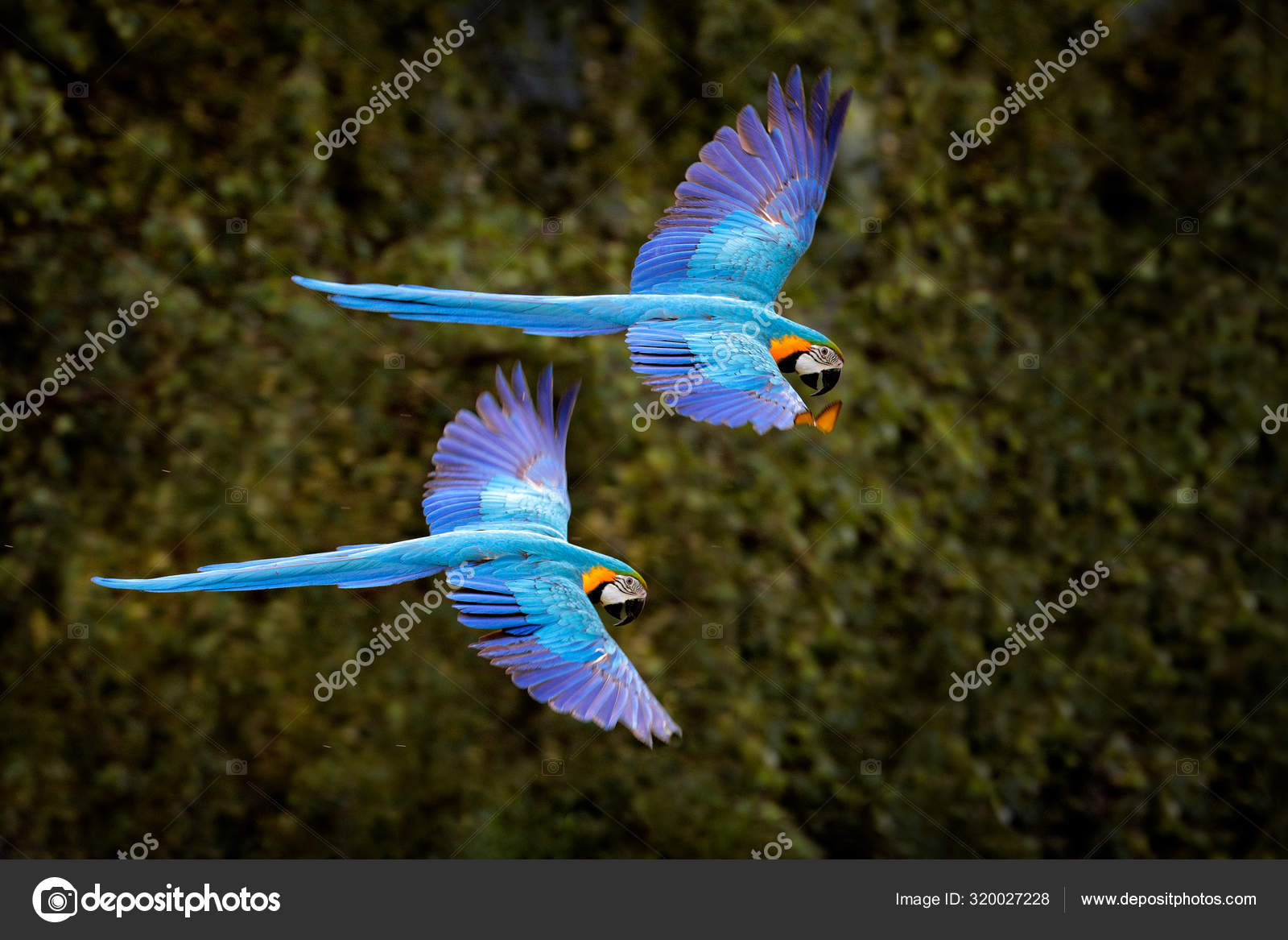 Macaw Parrot In Flight Big Blue Ara Ararauna In The Dark Green Forest Habitat In Pantanal Brazil Action Wildlife Scene From South America Bird In The Tropic Green Forest Macaw In The