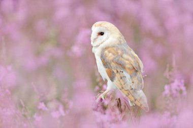 Wildlife spring art scene from nature with bird. Beautiful nature scene with owl and flowers. Barn Owl in light pink bloom, clear foreground and background, Czech Republic. clipart