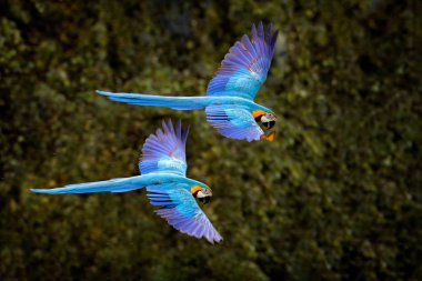 Papağan uçuyor. Brezilya Pantanal 'daki koyu yeşil orman habitatında büyük mavi Ara ararauna. Güney Amerika 'dan aksiyon sahnesi. Tropik yeşil ormandaki kuş. Macaw habitatta.