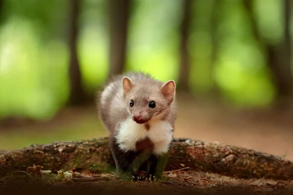 Hermoso lindo animal del bosque. Marta de haya, Martes foina, con fondo verde claro. Pequeño depredador sentado en el tronco del árbol en el bosque. Escena de fauna de Alemania . — Foto de Stock