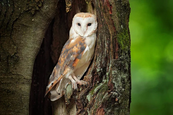 Pajta bagoly, Tyto Alba ül a fatörzsön esténként szép fénnyel a fészekrakó lyuk közelében. Vadvilági jelenet a természetből. Bagoly a sötét erdőben, Csehország, Európa. — Stock Fotó