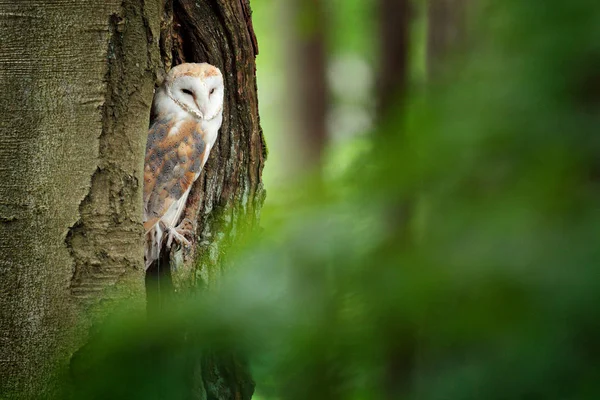 Eule im dunklen Wald. Schleiereule, Tyto alba, netter Vogel sitzt auf dem alten Baumstumpf mit grünem Farn, schöner verschwommener hellgrüner Hintergrund, Tier im Lebensraum, vereinigtes Königreich. — Stockfoto