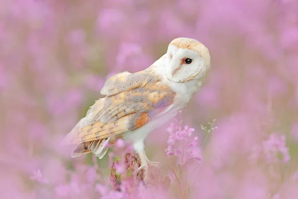 Schleiereule in hellrosa Blüte, klarer Vordergrund und Hintergrund, großartig britisch. Wildtiere Frühling Kunstszene aus der Natur mit Vogel. schöne Naturszene mit Eule und Blumen. — Stockfoto