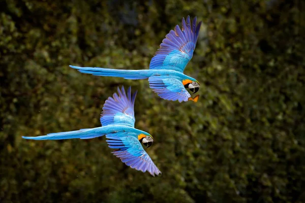 Macaw parrot in flight. Big blue Ara ararauna in the dark green forest habitat in Pantanal, Brazil. Action wildlife scene from South America. Bird in the tropic green forest. MAcaw in the habitat.