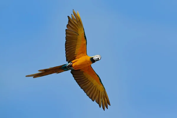 Ara ararauna sur le syk bleu à Pantanal, Brésil. Action scène animalière d'Amérique du Sud. oiseaux volent dans la nature sauvage. Faune Brésil. Mouche perroquet à aras bleu. Gros perroquet en vol . — Photo