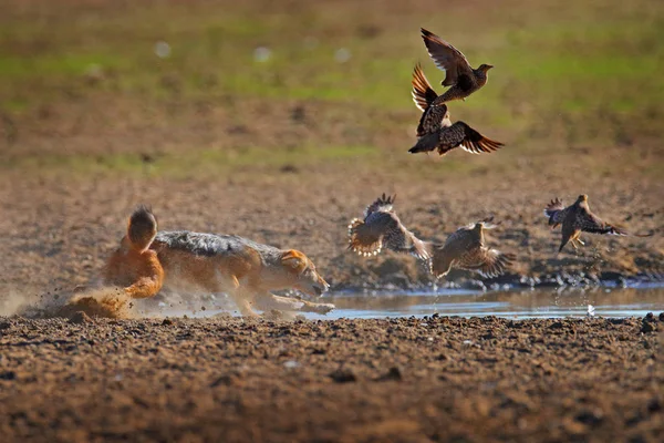 Çakal, Afrika 'da Polentswa, Botswana' da su birikintisi yakınlarında kuş avlıyor. Güzel güneş ışığıyla Afrika 'dan güzel bir vahşi yaşam sahnesi. Çakal ve akşam güneşi. Siyah Sırtlı Çakal, Canis mesomelas. — Stok fotoğraf