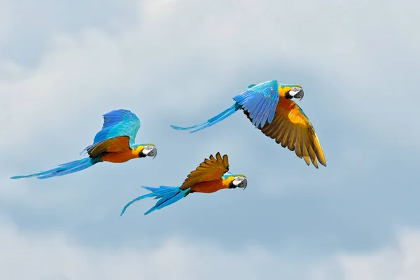 Blue macaw parrot fly. Big parrot in flight. Ara ararauna on the blue syk in Pantanal, Brazil. Action wildlife scene from South America. Three birds fly in the wild nature. Wildlife Brazil. — Stockfoto