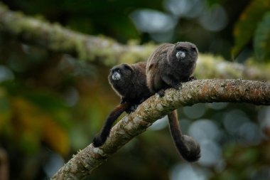 Siyah Mantle Tamarin (Saguinus nigricollis), Ekvador Sumaco Milli Parkı maymun. Doğadan vahşi yaşam sahnesi. Tropik orman ormanındaki ağaç dalıüzerinde tamarin, alışkanlığı olan hayvan