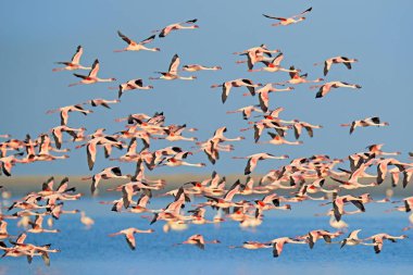 Küçük Flamingo, Fenikeaias minör, mavi suda pembe kuş sürüsü. Vahşi doğadan vahşi yaşam sahnesi. Suda yürüyen ve beslenen flamingo sürüsü, Walvis Körfezi, Afrika'daki Namibya.