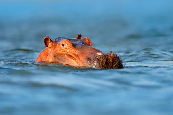 Głowa hipopotama w niebieskiej wodzie. Afrykański hipopotam, hipopotam amphibius capensis, z wieczornym słońcem, zwierzę w naturalnym środowisku wodnym, baseny Mana NP, Zimbabwe, Afryka. Scena dzikiej przyrody z natury. — Zdjęcie stockowe