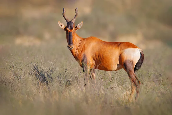 Hartebeest w trawie, Namibia w Afryce. Czerwony, Alcelaphus buselaphus caama, szczegółowy portret dużego brązowego ssaka afrykańskiego w środowisku naturalnym. Sassaby, w zielonej roślinności. — Zdjęcie stockowe