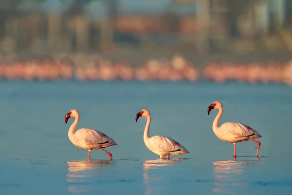 Małopolskie Flamingo, Phoeniconaias minor, stado ptaka różowy niebieski wody. Dzikość sceny z dzikiej przyrody. Stada flamingów, chodzenia i zadawania w wodzie, Walvis Bay, Namibia w Afryce. — Zdjęcie stockowe