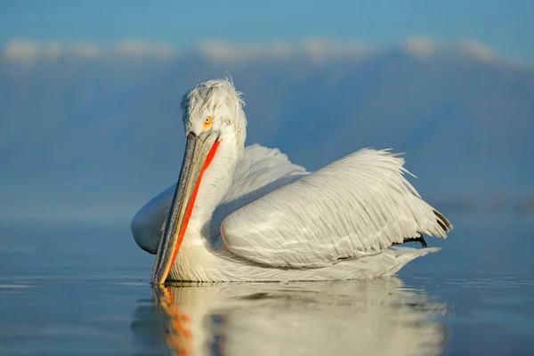 Προσγείωση πουλιών στα νερά της γαλάζιας λίμνης. Πουλί πετάει. Δαλματίας πελεκάνος, Pelecanus crispus, αποβιβάζεται στη λίμνη Κερκίνη, Ελλάδα. Πελεκάνος με ανοιχτά φτερά. Άγρια ζωή σκηνή από την ευρωπαϊκή φύση. — Φωτογραφία Αρχείου