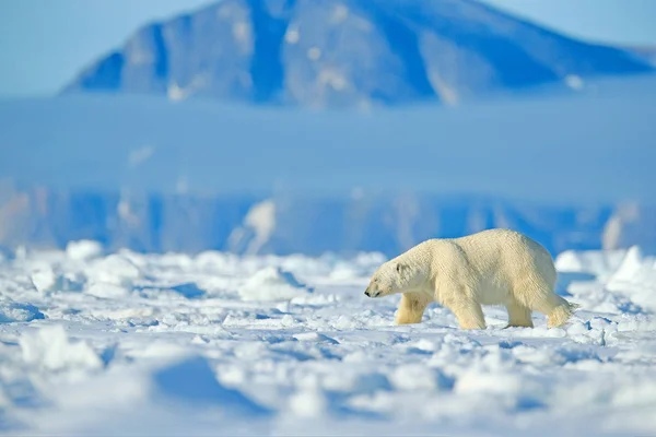 危険なクマの氷の上に座って、美しい青空。ノルウェー海の雪と水で流氷の縁にホッキョクグマ。ヨーロッパの自然生息地に生息する白い動物。自然からの野生動物のシーン. — ストック写真