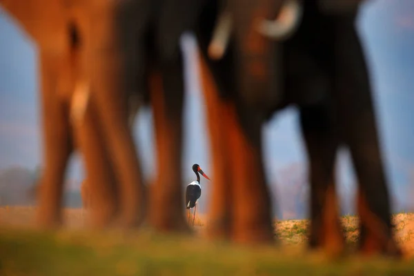 Sztuka przyrodnicza, słonie z bocianem siodłowym lub siodłem, Ephippiorhynchus senegalensis, w środowisku przyrodniczym. Ptak ukryty między nogami słoni, Zambezi, baseny Mana, Zimbabwe w Afryce — Zdjęcie stockowe