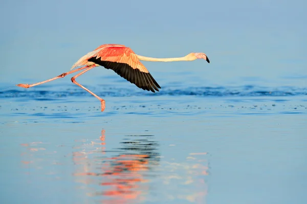 Küçük Flamingo, Fenikeaias minör, mavi suda pembe kuş sürüsü. Vahşi doğadan vahşi yaşam sahnesi. Suda yürüyen ve beslenen flamingo sürüsü, Walvis Körfezi, Afrika'daki Namibya. — Stok fotoğraf