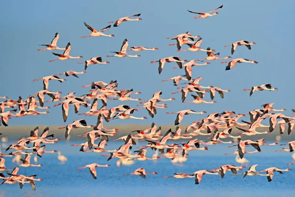 Küçük Flamingo, Fenikeaias minör, mavi suda pembe kuş sürüsü. Vahşi doğadan vahşi yaşam sahnesi. Suda yürüyen ve beslenen flamingo sürüsü, Walvis Körfezi, Afrika'daki Namibya. — Stok fotoğraf