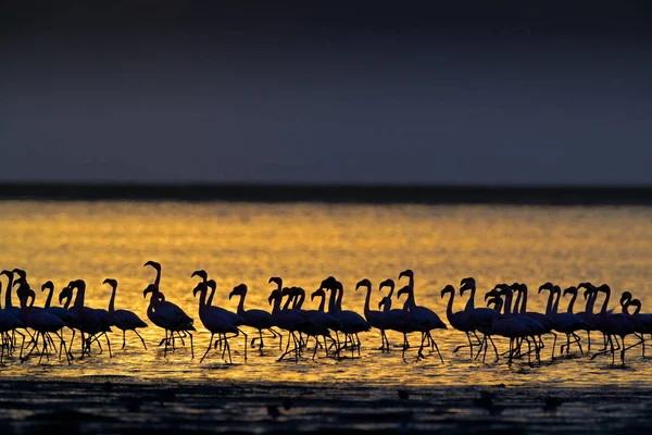 Kleiner Flamingo, phoeniconaias minor, Schwarm rosa Vögel im blauen Wasser. Wildszene aus wilder Natur. Herde von Flamingos, die im Wasser laufen und fressen, Walvisbucht, Namibia in Afrika. — Stockfoto