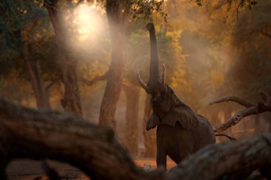 Mana Havuz Np 'deki fil, Afrika' daki Zimbabwe. Eski ormandaki büyük hayvan. Akşam ışığı, güneş batışı. Doğadaki büyülü vahşi yaşam sahnesi. Afrika 'da güzel bir yaşam alanı..