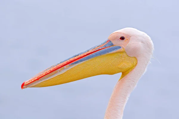 Retrato do projeto de lei de pelicano, baía de Walvis, Namíbia, África. Pássaro no mar . — Fotografia de Stock