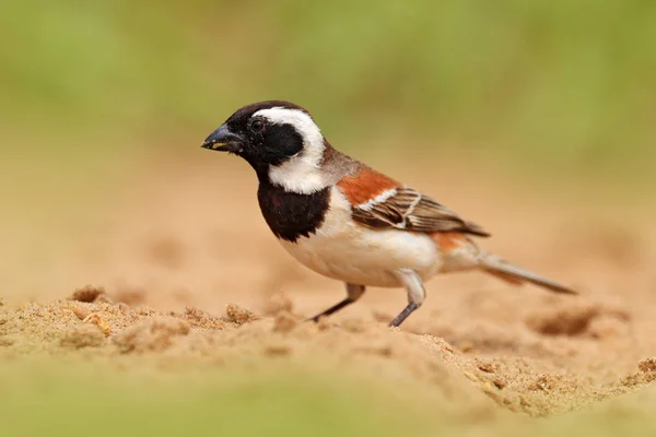 Gorrión de Cabo, Passer melanurus, o mossie, en la rama espinosa con pájaro, pico negro. Aves indeterminadas de África, Namibia . —  Fotos de Stock