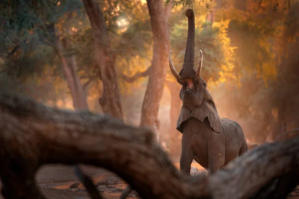 Elefánt a Mana Pools Np-ben, Zimbabwe-ban Afrikában. Nagy állat az öreg erdőben. Esti fény, naplemente. Varázslatos vadvilág a természetben. Afrikai elefánt gyönyörű élőhelyen. Naplemente Afrikában. — Stock Fotó