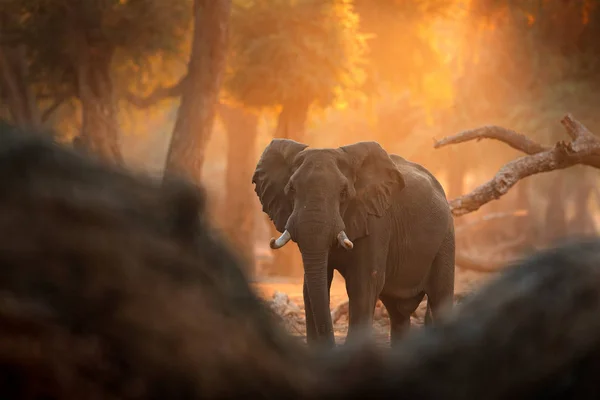 Elefante em Mana Pools NP, Zimbábue em África. Grande animal na velha floresta. luz da noite, pôr do sol. Cena mágica da vida selvagem na natureza. Elehant africano em belo habitat . — Fotografia de Stock